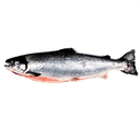 Salmón — foto de producto