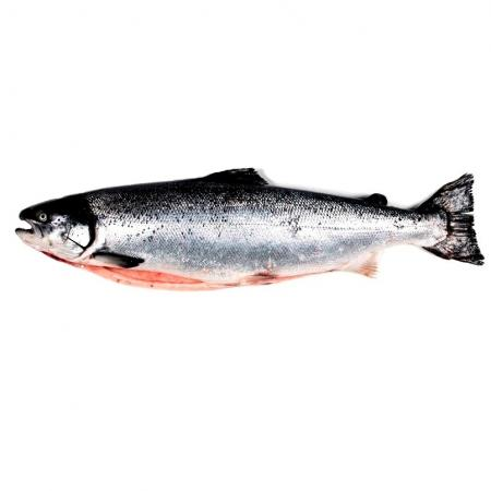 Salmón