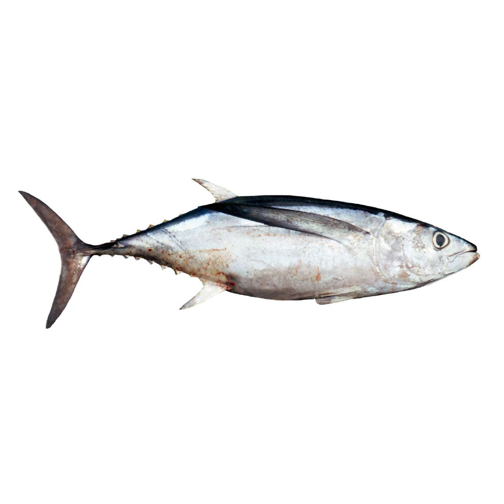 Albacora 