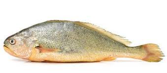Corvinilla