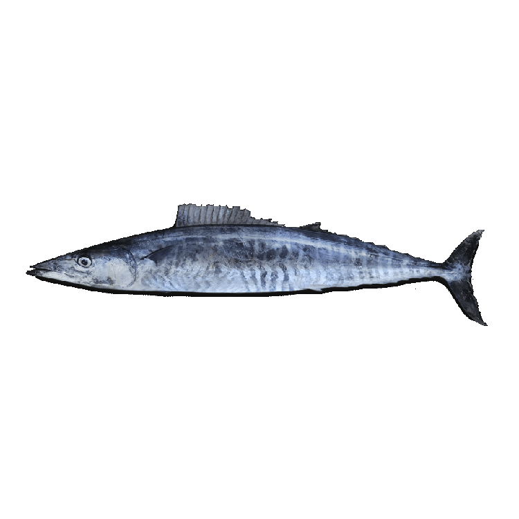Wahoo