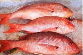Pargo
