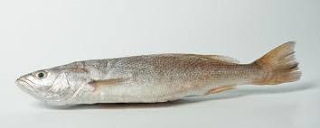 Corvina Entera  (pequeña)