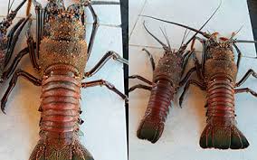 Langosta Galapagueña