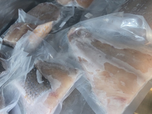 [P13] Corvina Plateada (filete) 