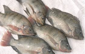 [P17] Tilapia