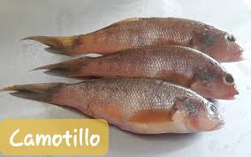 [P22] Camotillo