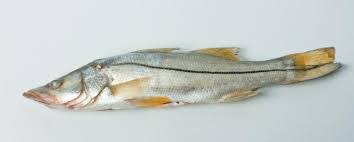 [P23] Róbalo Pequeño