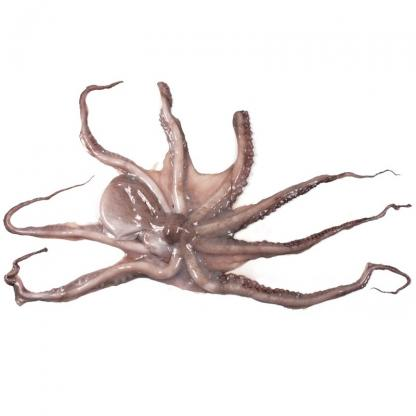 [M10] Pulpo