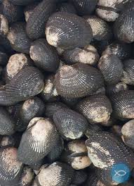 [M18] Conchas