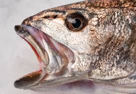 [M24] Cabeza de Corvina