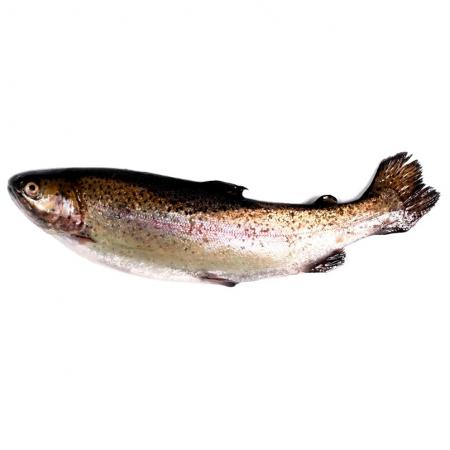 [TS01] Trucha Salmoneada